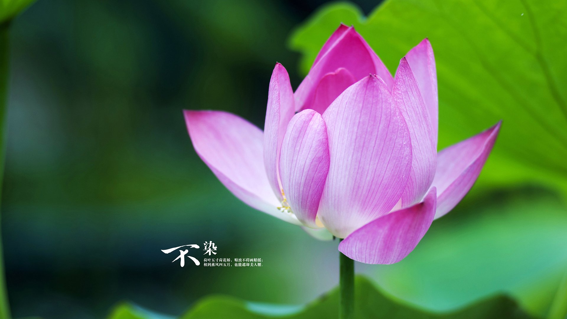 绿茵风暴，勒沃库森险胜丹麦，世界排名争夺战进入白热化