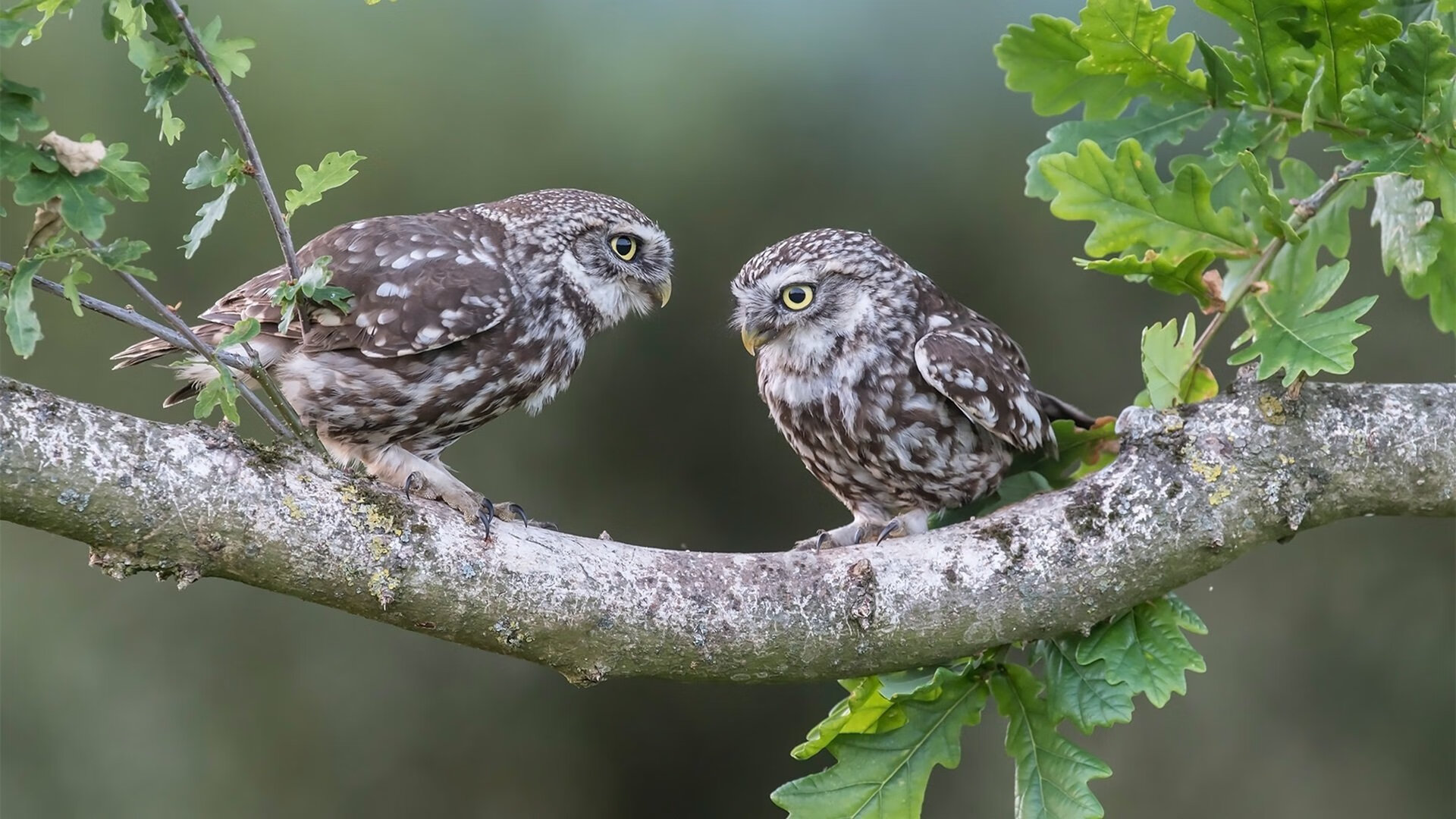 双重奏，当勒沃库森遭遇北美寒流，C罗点燃欧冠圣殿