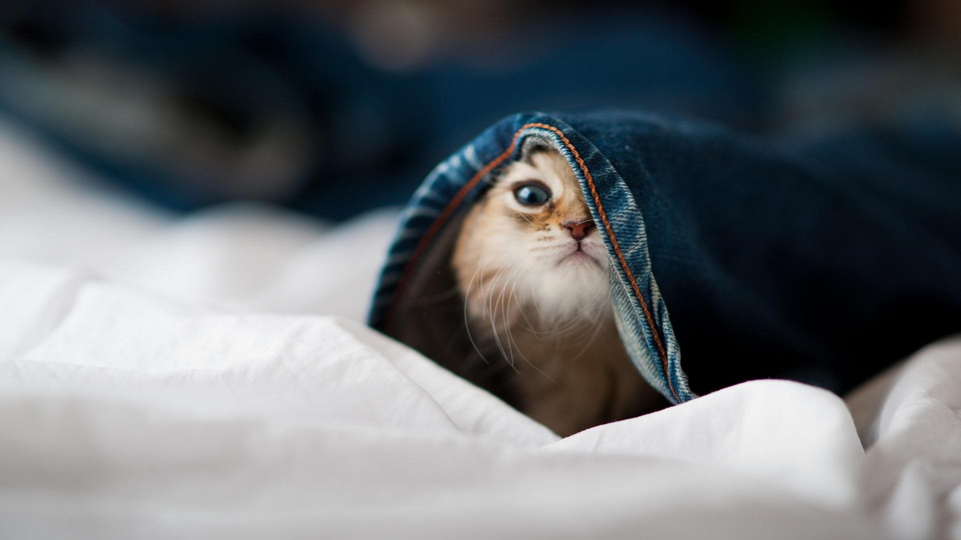 欧冠之夜，他足下生花，奏响战神魔笛