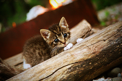夜战巅峰,当F1街道赛遇见大场面先生保罗