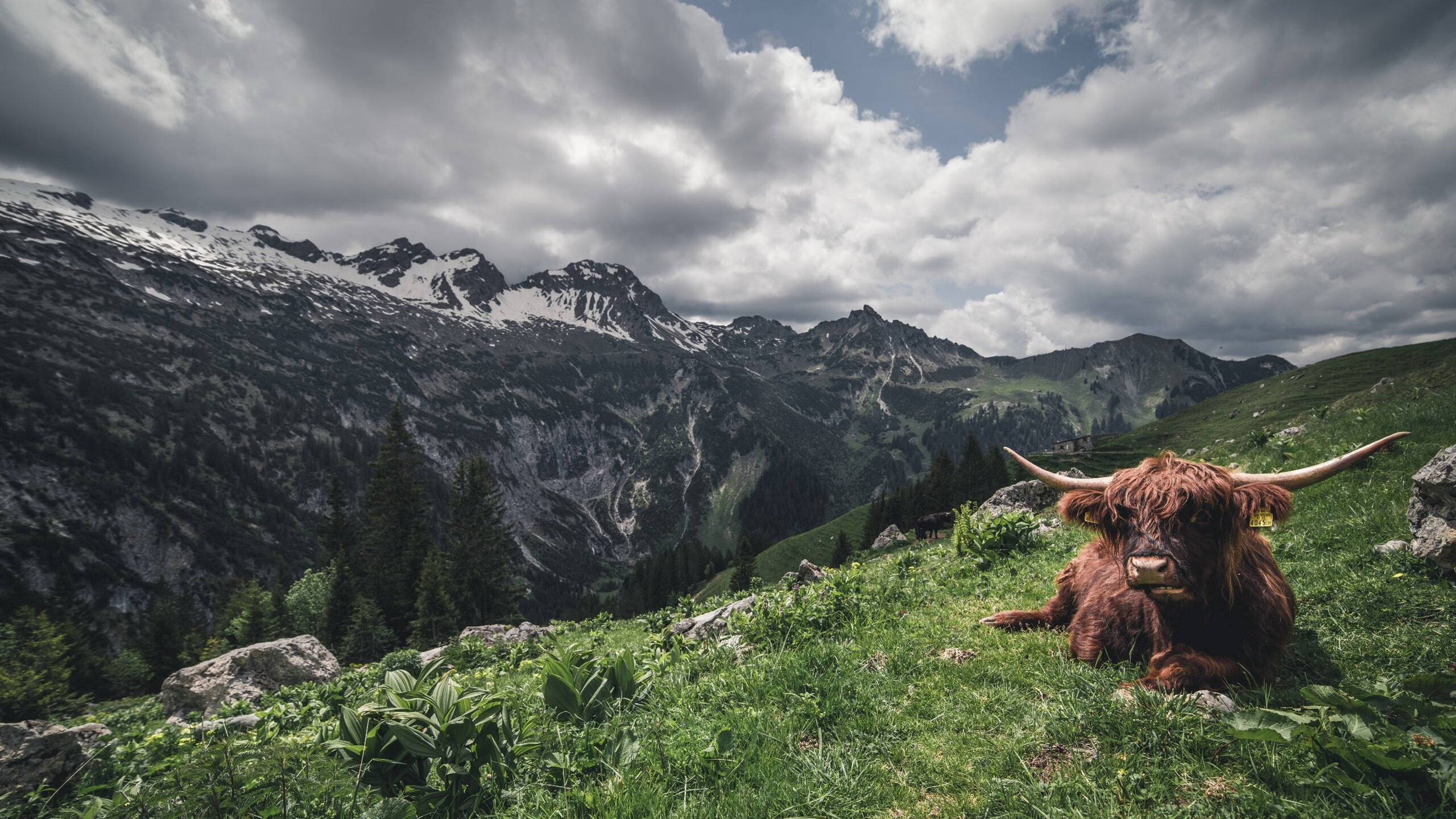 跨越重洋的破局一扣，当拉文成为新疆与活塞之战的胜负手