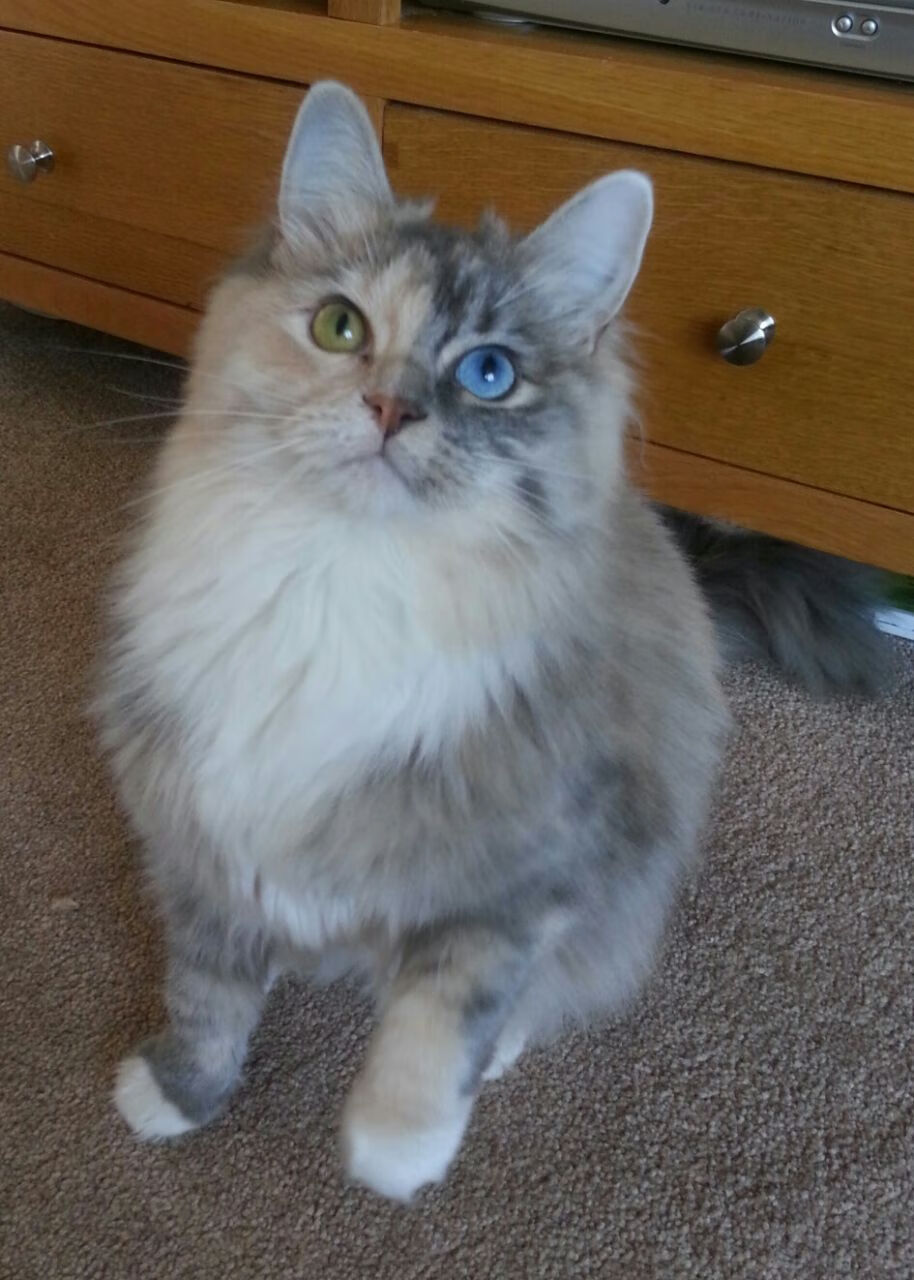 开云体育平台APP-赖斯统治中场，英格兰三球完胜爱尔兰