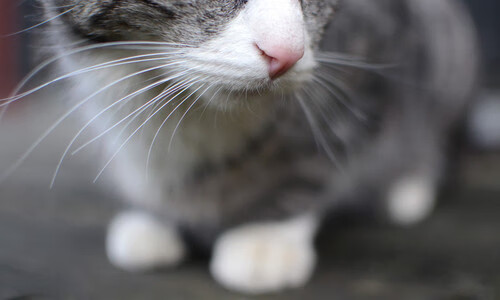 冰山撞火山，当奥地利绞杀遇上梅西的灵光一现