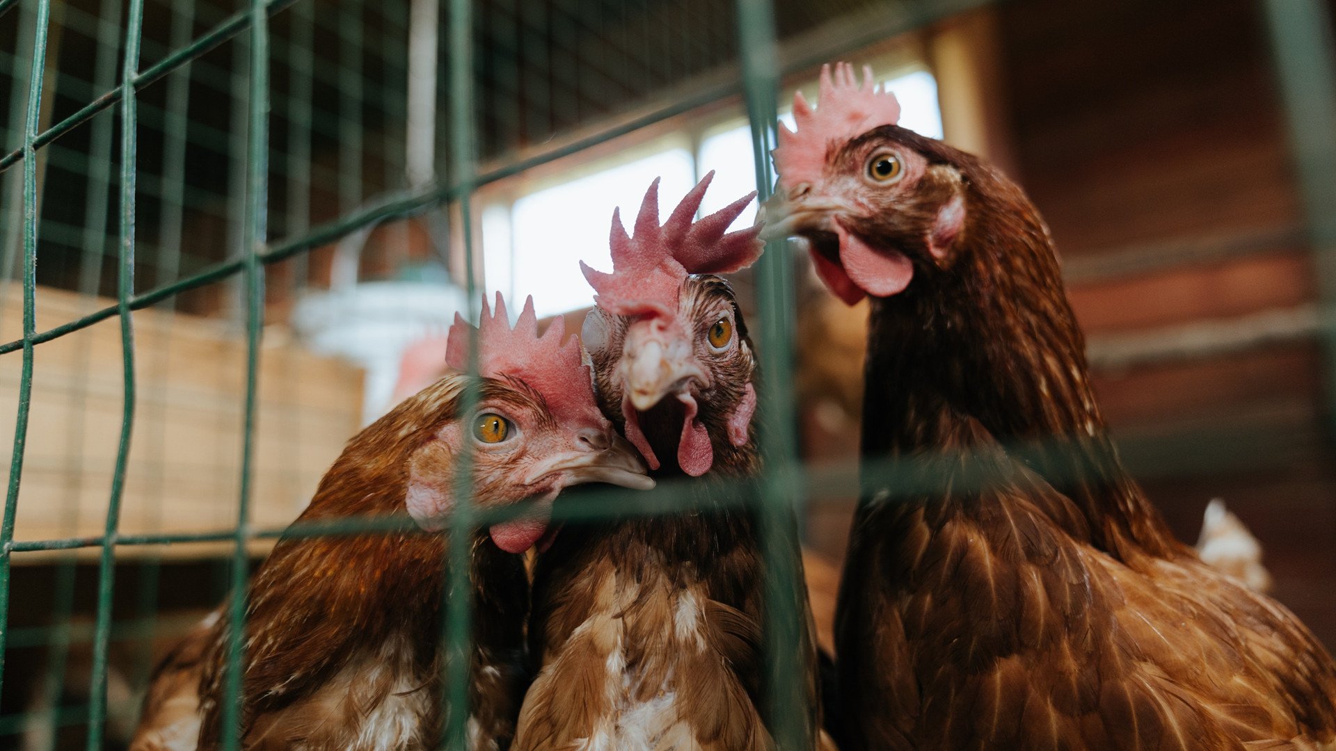 开云体育平台APP-冰与火之歌，布克在年度焦点之夜的冠军级加冕