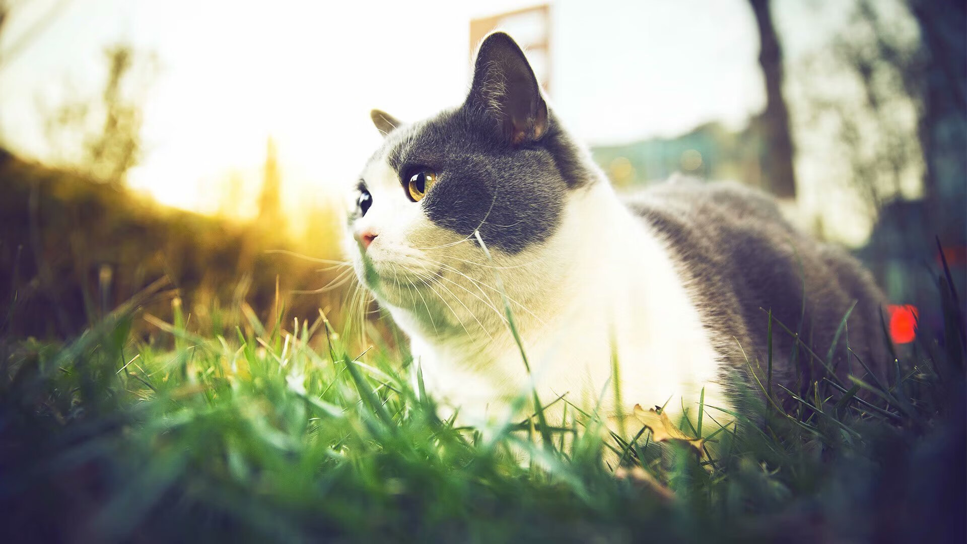 宇宙版图重绘,切特独揽星辰,广厦跨域制霸达拉斯