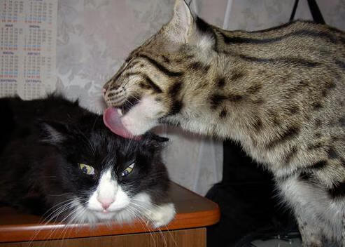 掌舵之夜,帕尔默如何一手导演德甲争冠终局之战