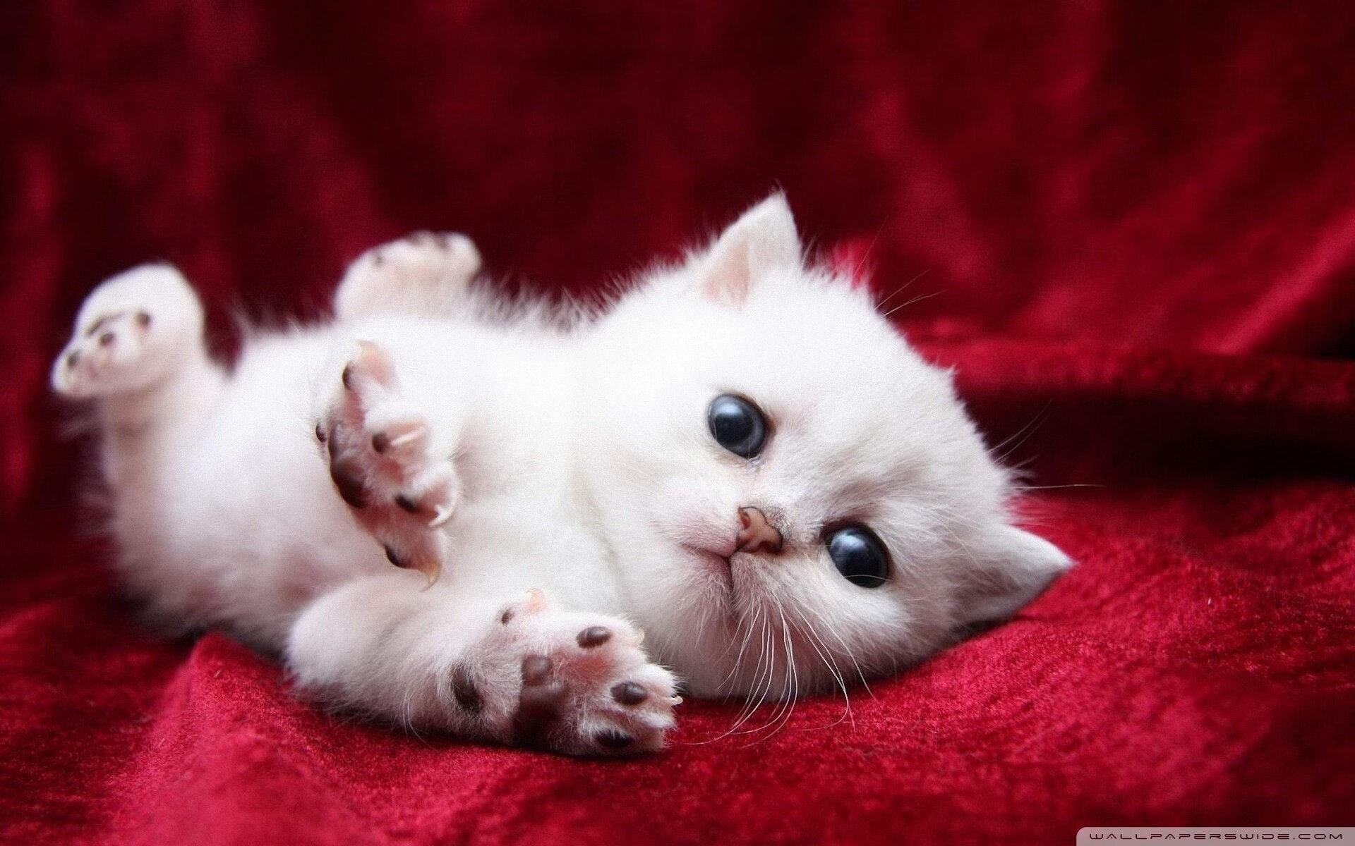 跨越大陆的烈焰，佛罗伦萨在抢七战中如何用进攻浪潮淹没埃及奇迹？