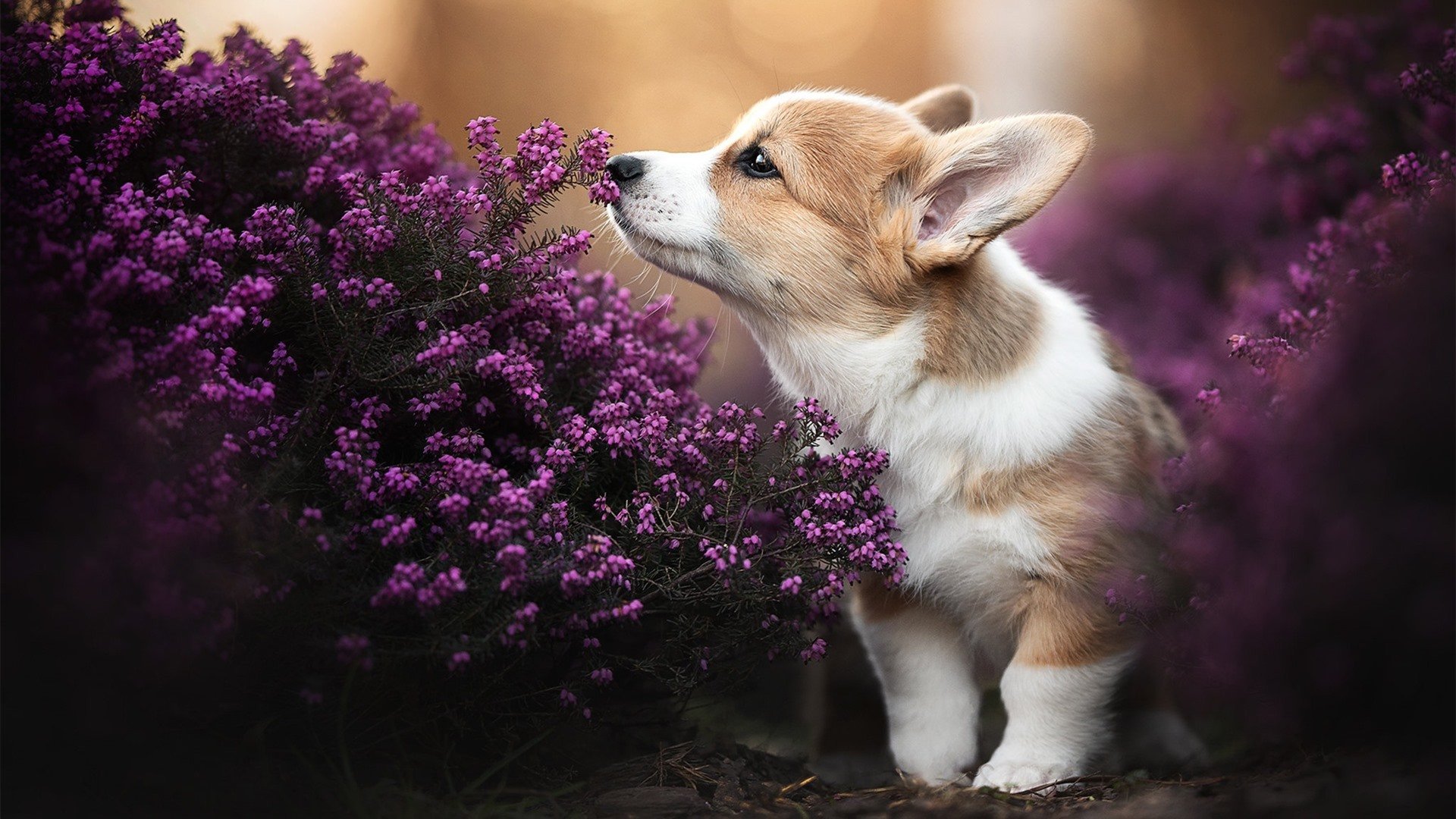 关键先生杜兰特，开拓者力克森林狼晋级，传奇时刻再现