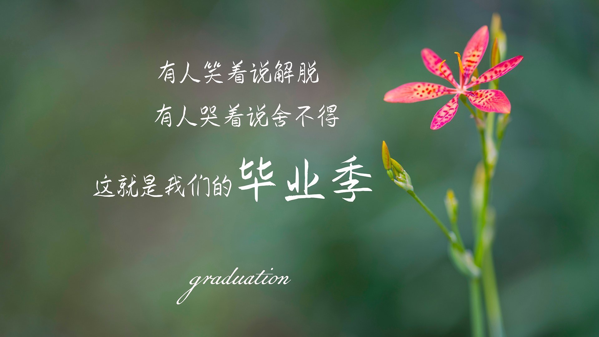 雄鹿强压浙江队，范弗利特2026世界杯接管比赛，篮球跨洋对话的巅峰时刻