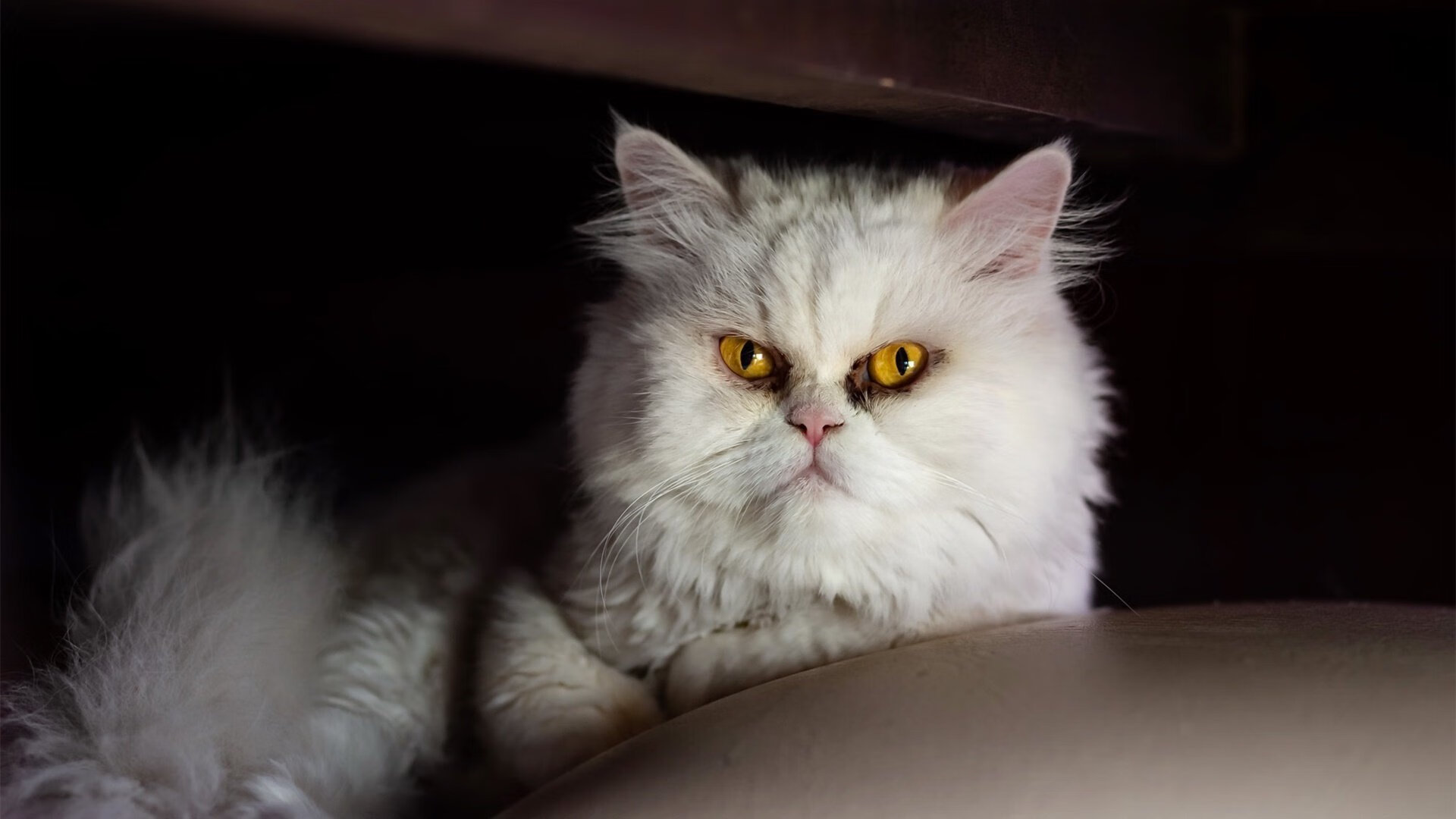 烈焰之战，尼斯对阵毕尔巴鄂，卡瓦哈尔点燃绿茵场