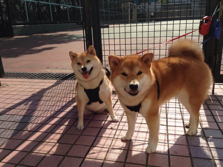 开云体育登录-奇才压哨击败活塞，戈贝尔关键战不手软