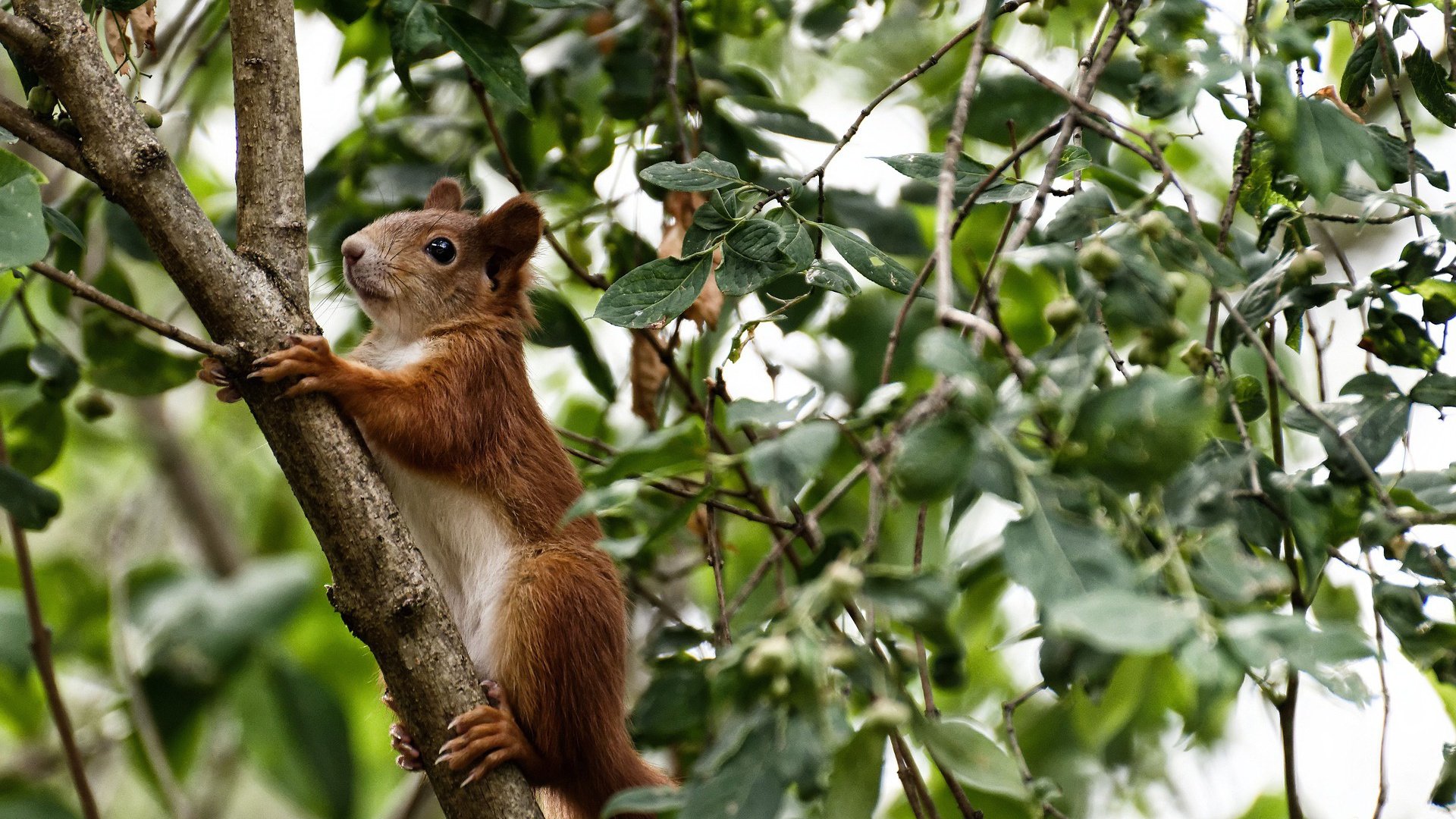 破局,布拉欣·迪亚斯—红黑军团的爱尔兰钥匙