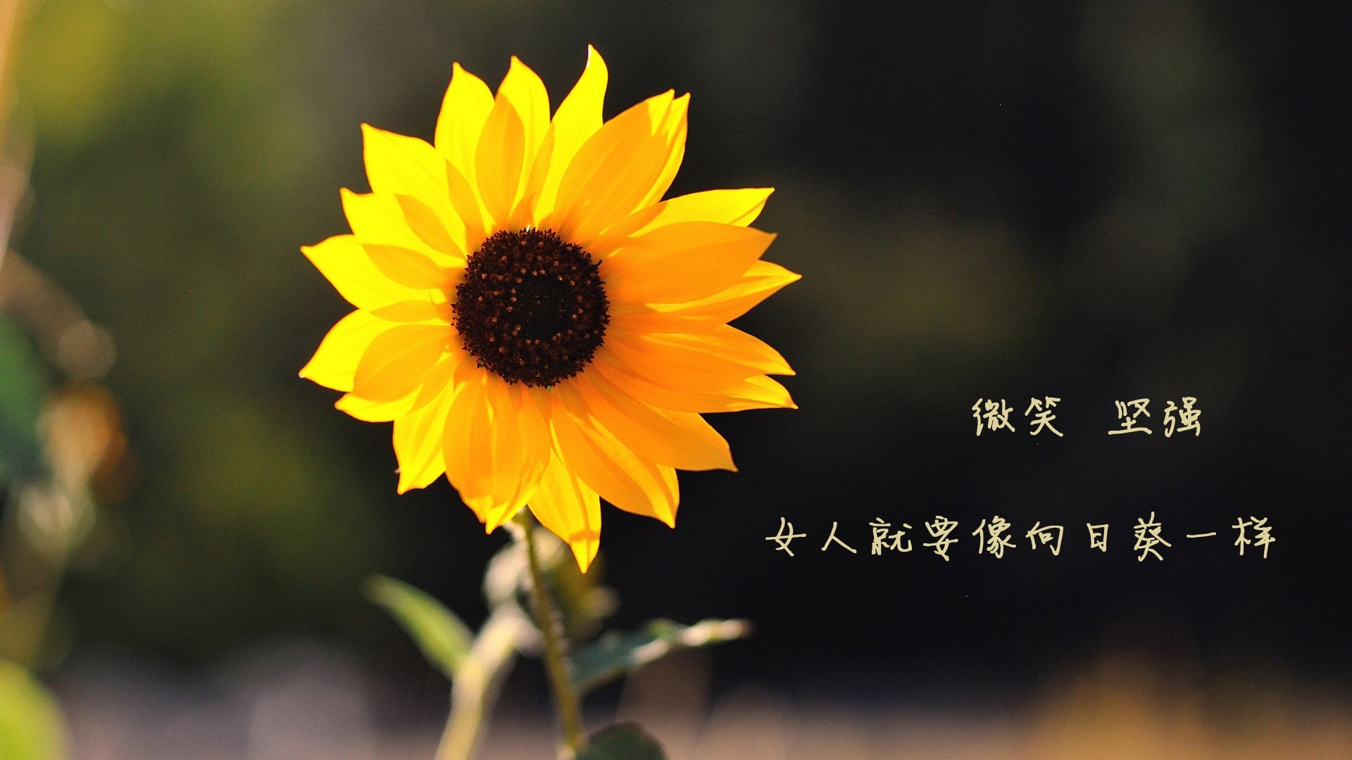 初生牛犊震费城,文班亚马让76人主场惊呼未来已至