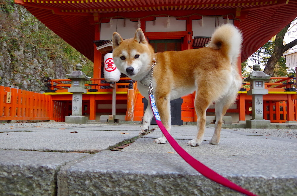 开云体育平台APP-战术风暴，乌克兰智取美国，阿圭罗关键先生闪耀赛场