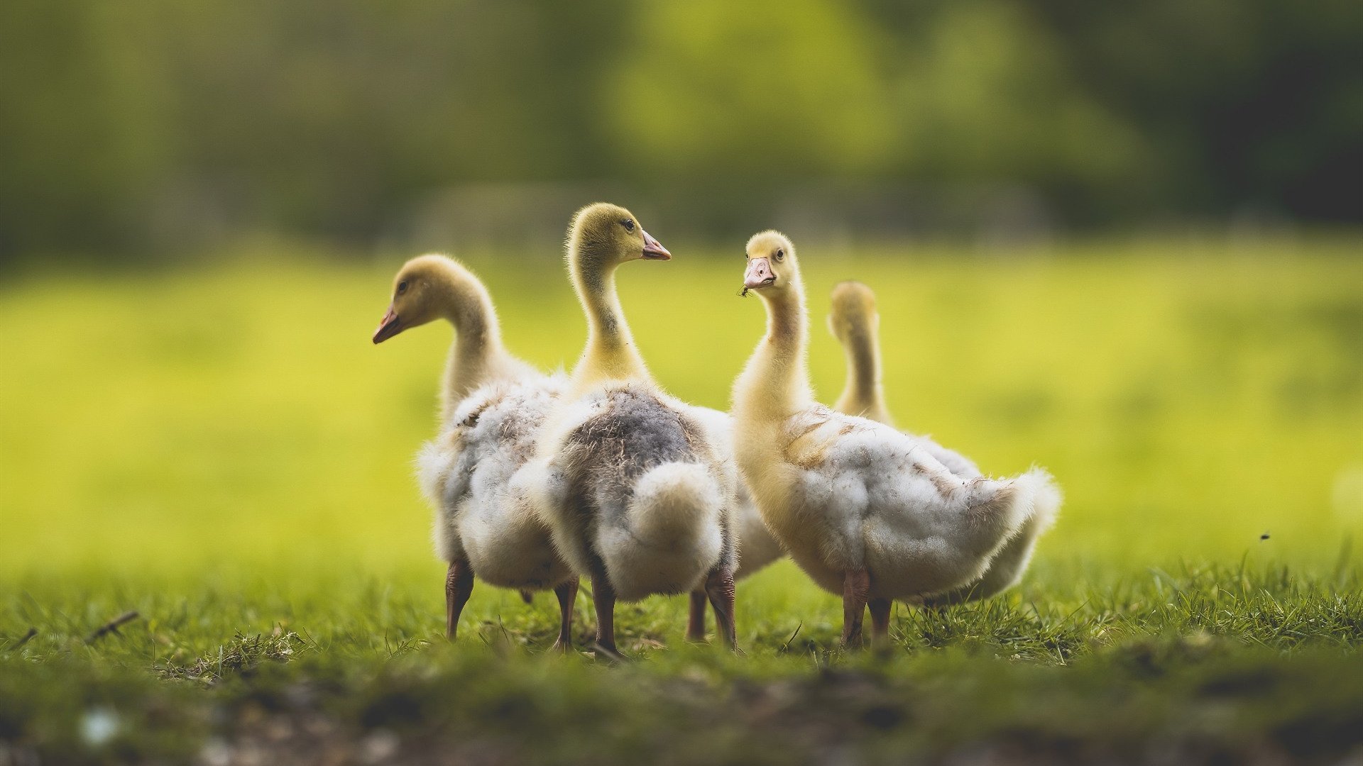 世界排名争夺战之夜，马克西核爆级表现重新定义战争