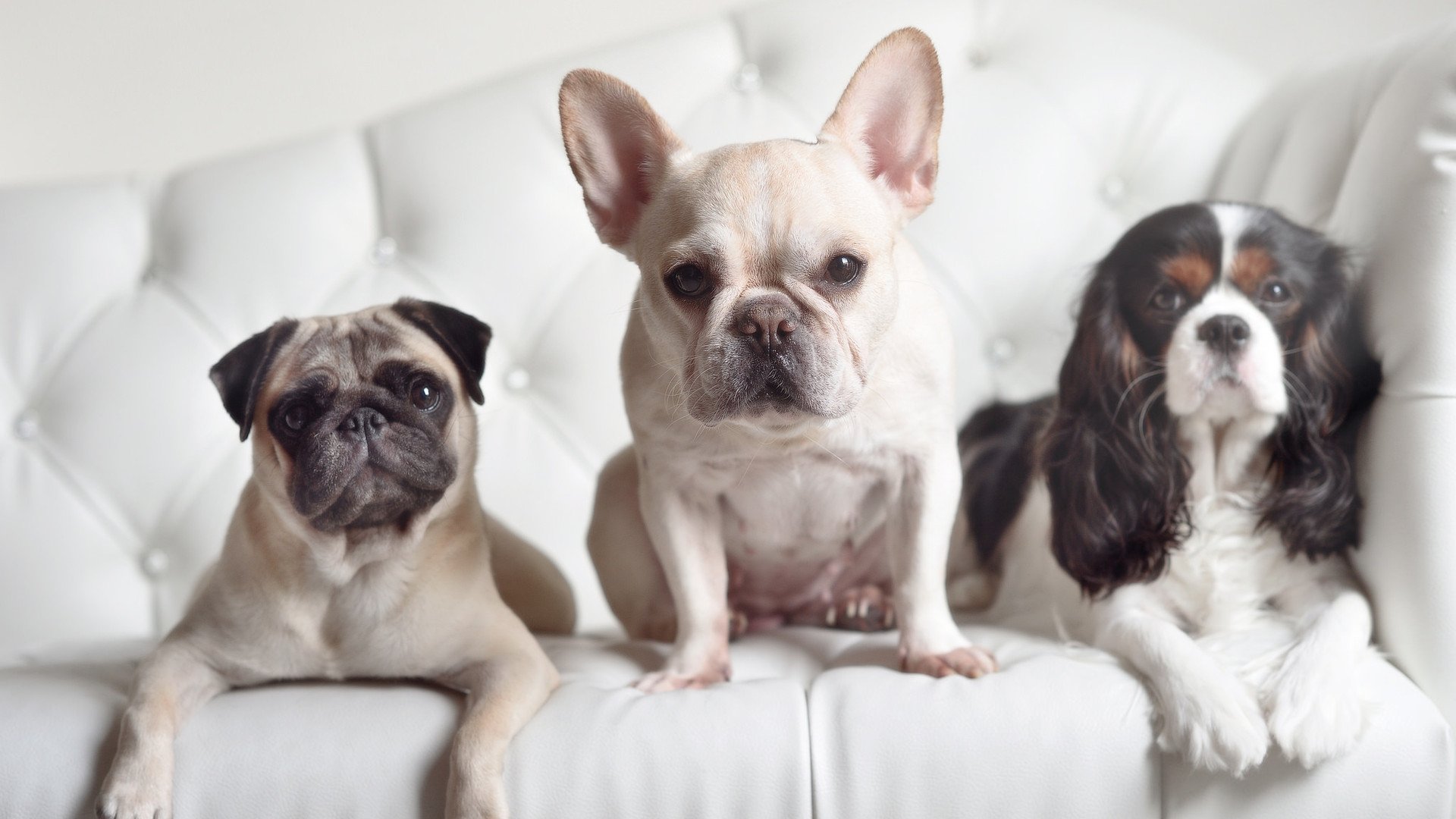 国王强势压制步行者,杰伦格林末节独得22分成关键先生